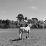 Equicover l'assurance du monde équestre
