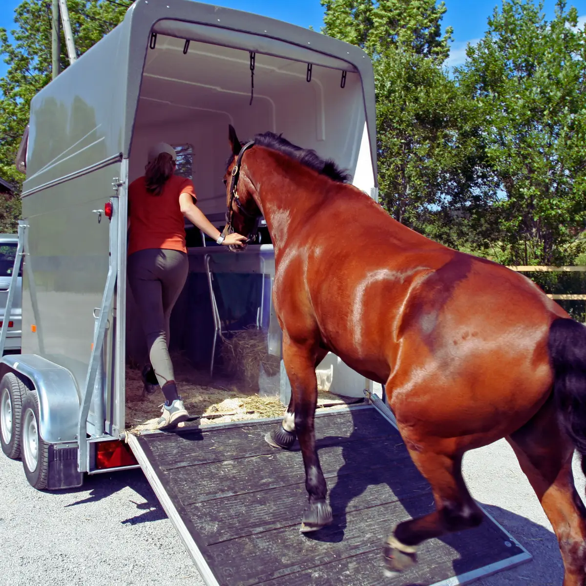 assurance véhicules chevaux