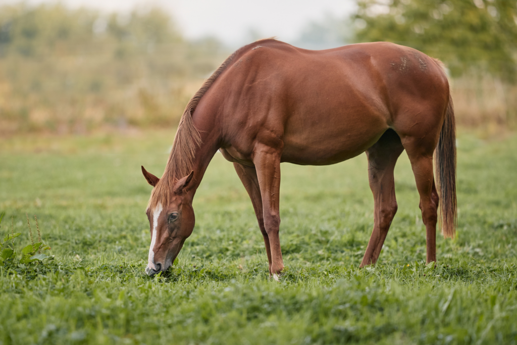Equicover assurance des équidés